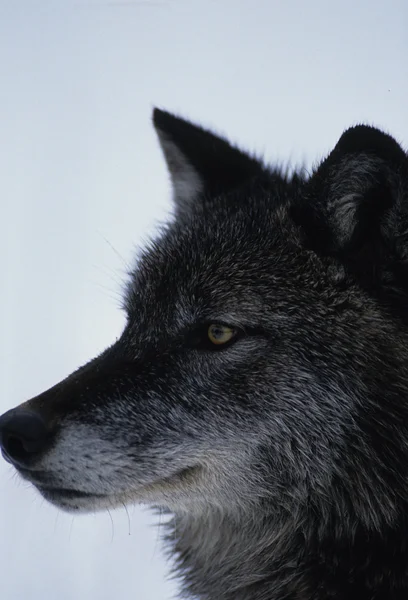 オオカミの肖像画 — ストック写真