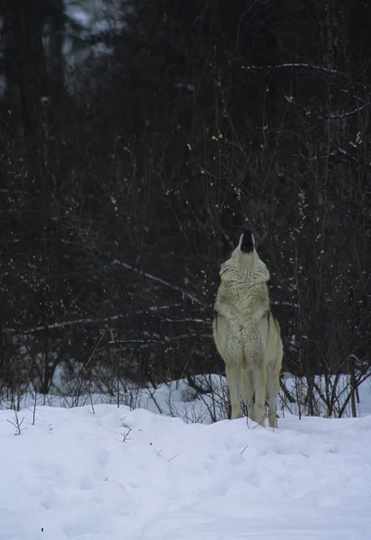Lobo uivando no inverno — Fotografia de Stock