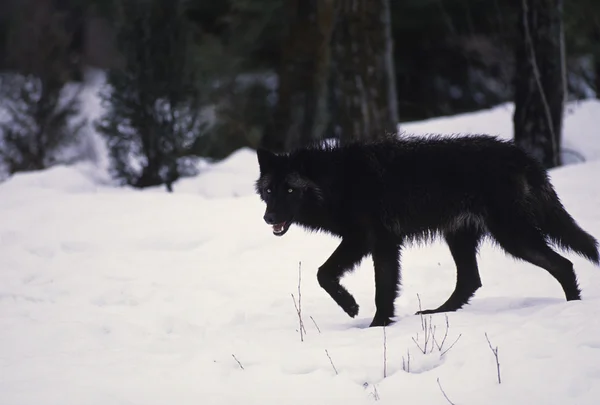 Wilk w śniegu — Zdjęcie stockowe