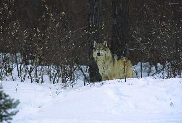 Lobo en nieve —  Fotos de Stock