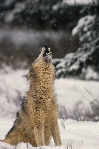 Howling Wolf in Winter — Stock Photo, Image