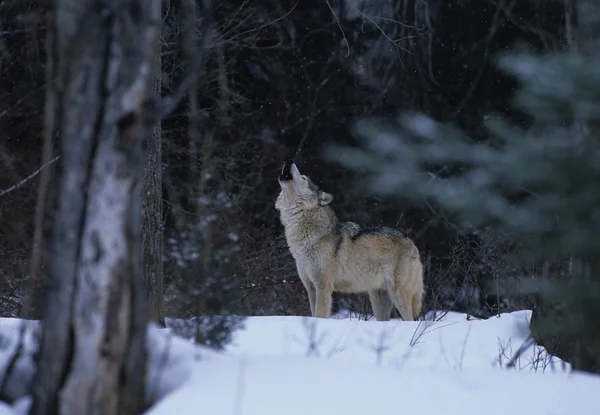 겨울에 짖는 늑대 — 스톡 사진