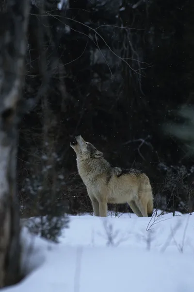 Воющий волк зимой — стоковое фото