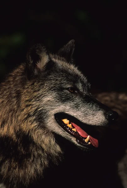 Retrato de lobo — Fotografia de Stock