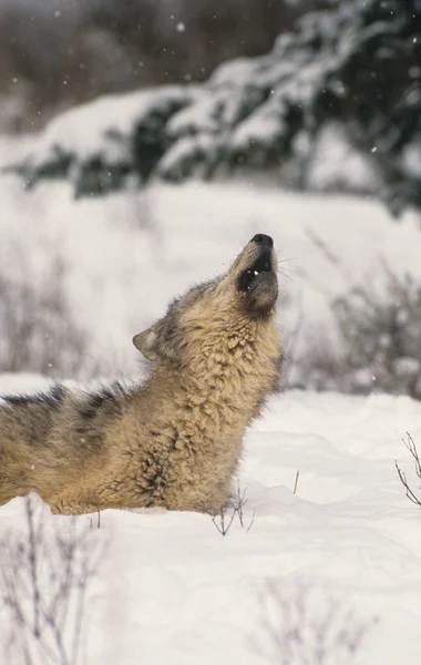 Lobo aullando en invierno — Foto de Stock