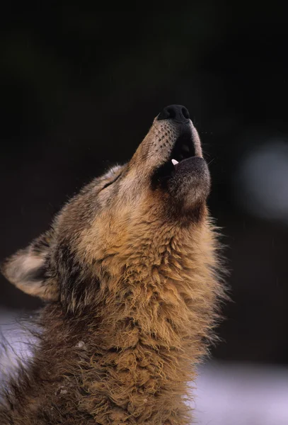 Lobo retrato aullando — Foto de Stock