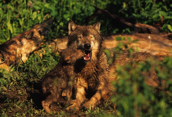 かわいいオオカミ子犬と母親の相互作用 — ストック写真