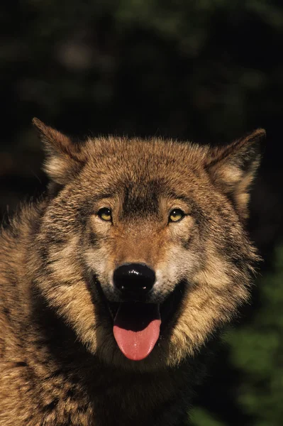 Λύκος πορτρέτο — Φωτογραφία Αρχείου