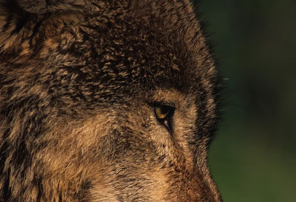 L'oeil d'un loup — Photo
