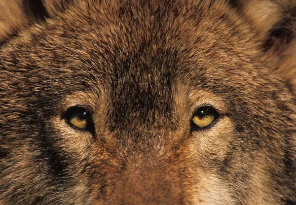 Die Augen eines Wolfes — Stockfoto