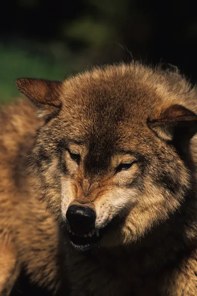 으 르 렁 거리는 늑대 — 스톡 사진