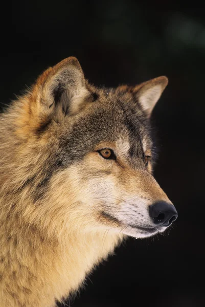 Wolf Portrait — Stock Photo, Image