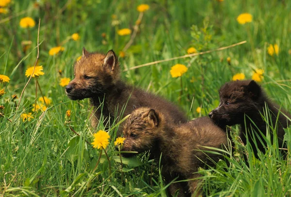 Cute Wolf Pups — Stock Photo, Image