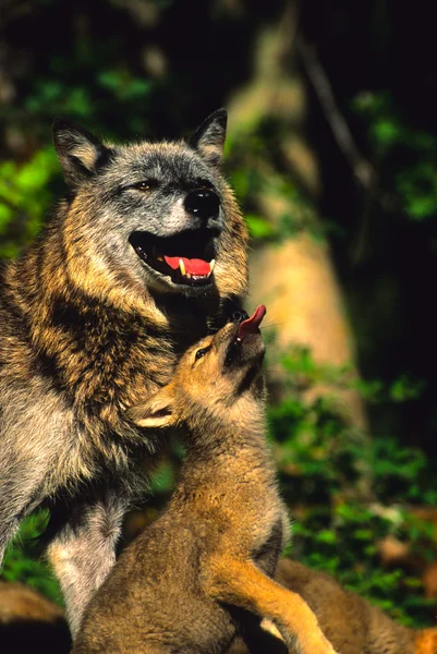 Lindo lobo cachorro y madre interacción —  Fotos de Stock