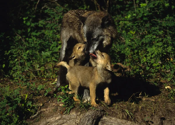 Bonito lobo filhotes e mãe interagindo — Fotografia de Stock