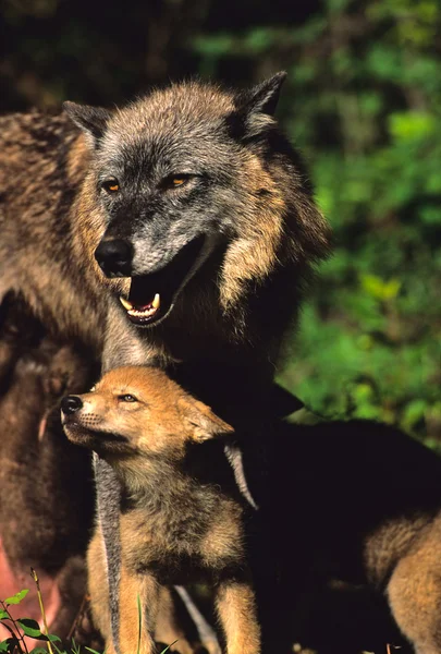 Wilk słodkie szczeniaki i matka interakcji — Zdjęcie stockowe