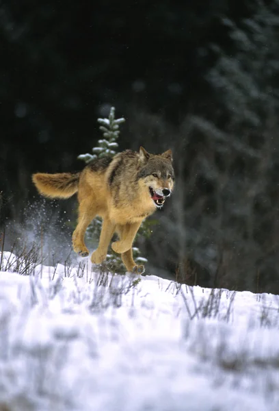 Λύκος τρέξιμο στο χιόνι — Φωτογραφία Αρχείου