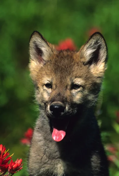 Симпатичный щенок волка — стоковое фото