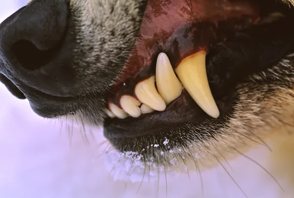 Wolf snurkende close-up — Stockfoto
