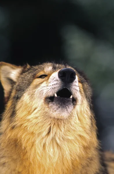 Retrato de lobo uivo — Fotografia de Stock