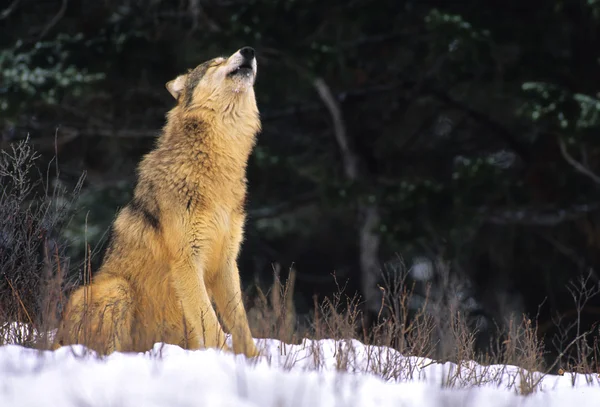 Wolf Howling in inverno — Foto Stock