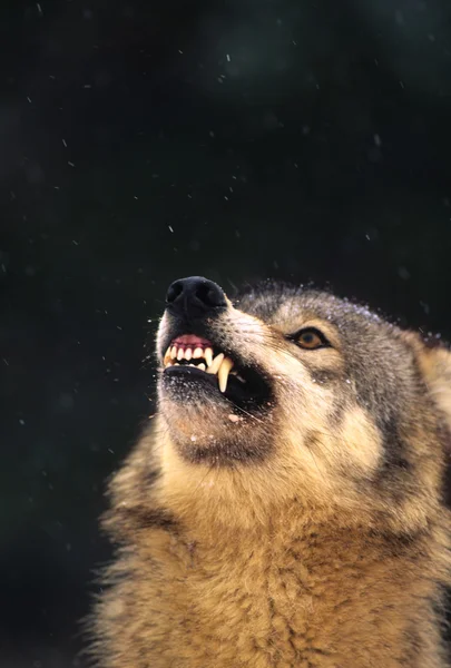 Wolf Snarling — Stock Photo, Image