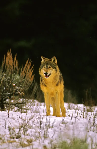 Wolf in de winter — Stockfoto