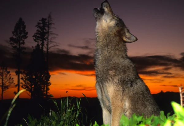Wolf howling bij zonsondergang — Stockfoto