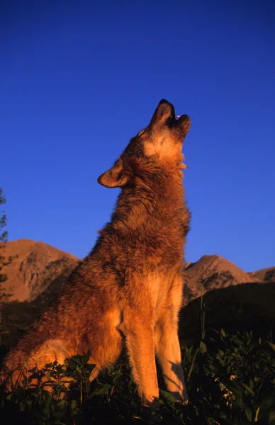 Wolf howling bij zonsopgang — Stockfoto