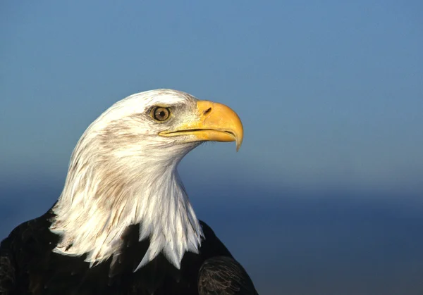 Retrato de águia careca — Fotografia de Stock