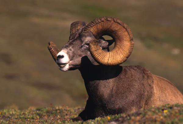 Carnero de oveja Bighorn — Foto de Stock