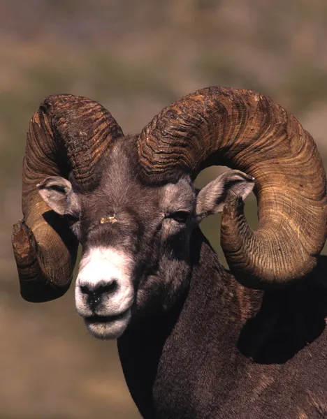 Ovce tlustorohá ram — Stock fotografie