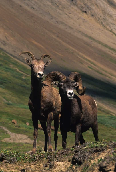 Two bighorn sheep — Stock Photo, Image
