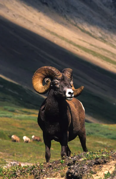 大角羊羊 — 图库照片