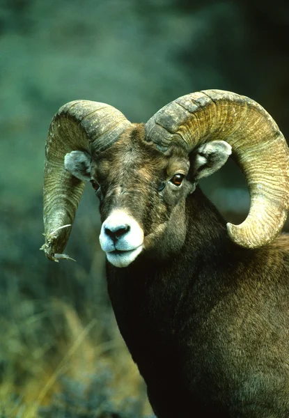 Carnero de oveja Bighorn — Foto de Stock