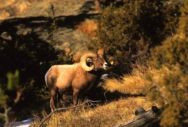 ビッグホーン羊をラムします。 — ストック写真
