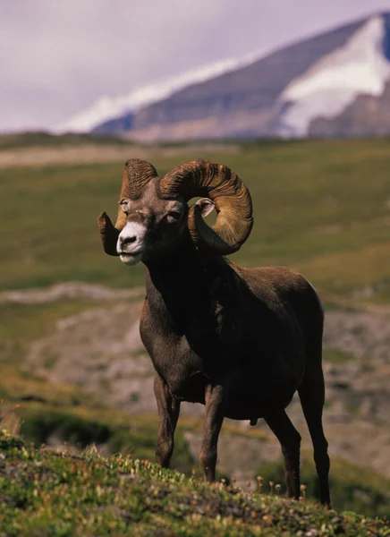 Baran owca kanadyjska — Zdjęcie stockowe