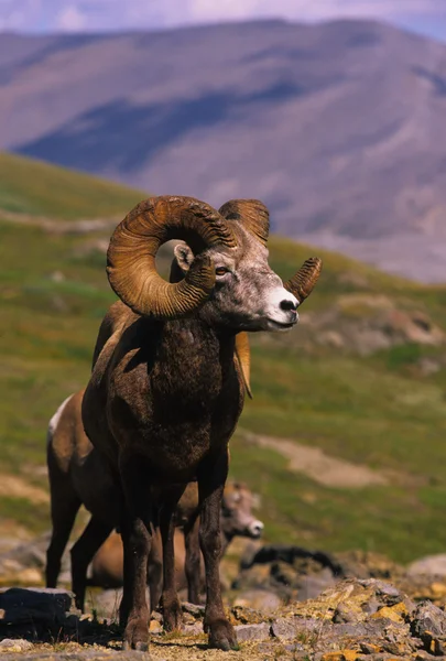 Bighorn mouton bélier — Photo