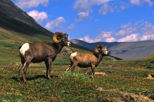 Dos ovejas bighorn — Foto de Stock
