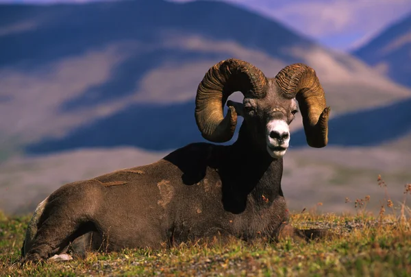 ビッグホーン羊をラムします。 — ストック写真