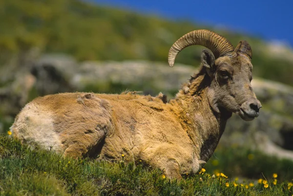 Bighorn sheep owca — Zdjęcie stockowe