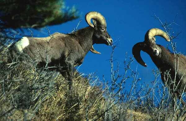 Dwóch owiec bighorn — Zdjęcie stockowe