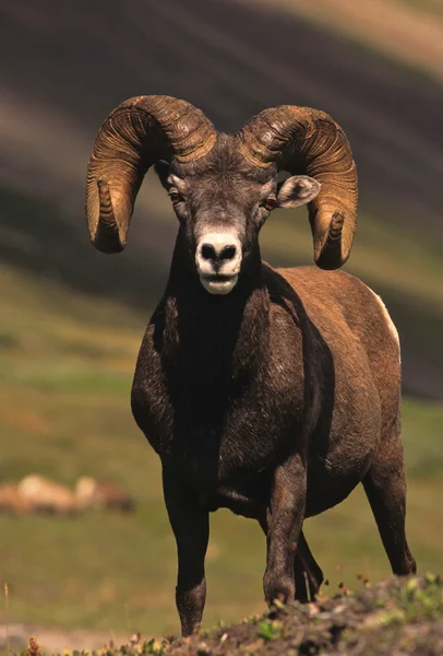Ram πρόβατα πρόβατο με μεγάλα κέρατα — Φωτογραφία Αρχείου