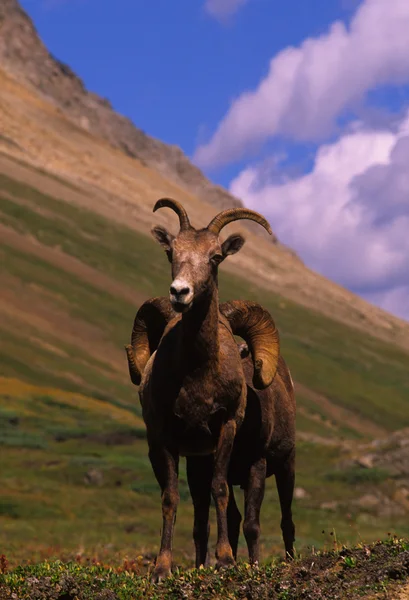 Dos ovejas bighorn — Foto de Stock