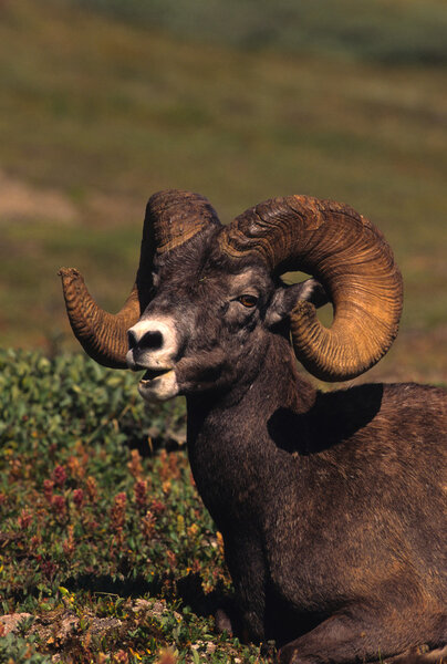 Bighorn овец оперативной памяти