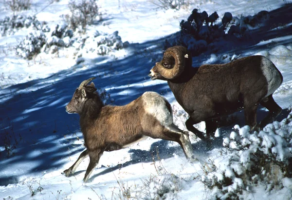 Ovelha Bighorn Ram e ovelha — Fotografia de Stock