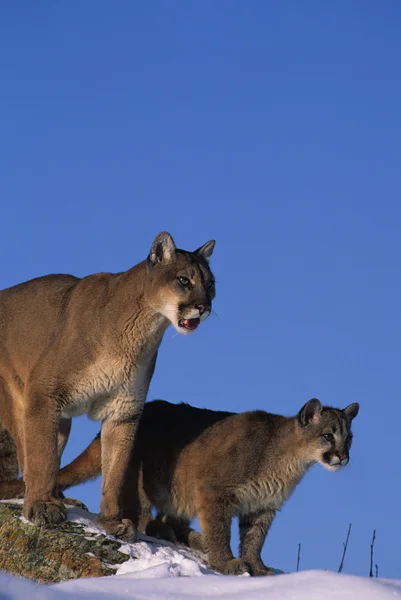 Mountain Lions in Winter — Stock Photo, Image