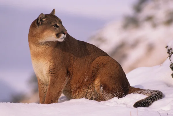 León de montaña en invierno —  Fotos de Stock