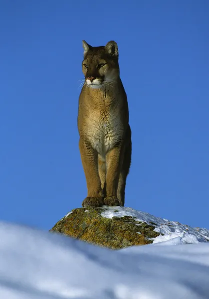 Góra lew w zimie — Zdjęcie stockowe