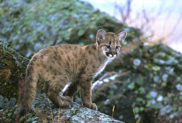Puma kattunge — Stockfoto
